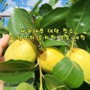 연두농장 이미지