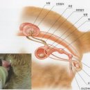 아틀라스동물의료센터 이미지
