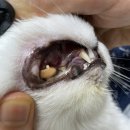 청아동물병원 | 청아동물병원 고양이 스케일링 후기