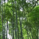대나무 숲 이미지