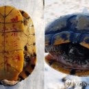 빨간바다 이미지