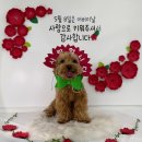 퍼피댕글 | [경기도 광주 애견유치원] 퍼피댕글 내돈내산 솔직 후기 (분리불안 개선까지!)