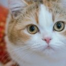 고양이주택 이미지