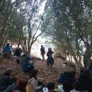 가덕도 동백군락지 이미지