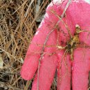 영심농장 이미지