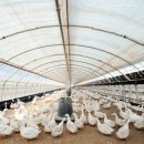 오리농장 이미지