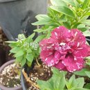 (주)하나마이 이미지