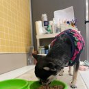 대구애견미용 강아지호텔 모여라솜뭉치 | 대구강아지미용 강아지호텔 모여라솜뭉치 후기