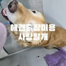사랑할개 | 전주애견미용 출장 전문 업체, 대형견출장미용도 가능한 사랑할개