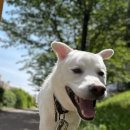 해피독(happy dog) 이미지