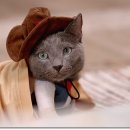 나만 없어 고양이 이미지