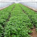 남궁농원 이미지