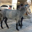 우리승마장 이미지