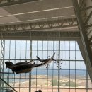 아쿠아플라넷 제주 | 제주 가볼만한 곳 아쿠아플라넷 제주 후기, 실내 여행 코스 추천