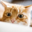 투게더 동물병원 이미지