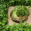 싱그러운청도로(여름) 이미지