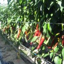 심가네 농장 이미지