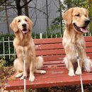 강아지천국 이미지