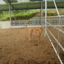 반갑소 농장 이미지