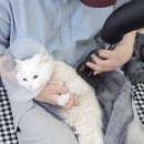 고양이 미용실 방울선생 네이버블로그