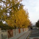 조야초등 이미지