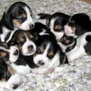 예뿐강아지 이미지