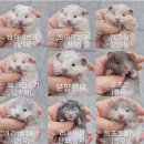 봄꽃햄스터 이미지