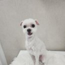 화려하개 이미지