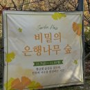 나무숲소 | [경기/용인] 에버랜드 비밀의 은행나무숲 특별한 가을 단풍 나들이