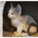 더나은펫샵 이미지