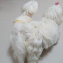 돌담동물의료센터 이미지