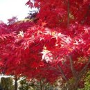 대연수목전시원 이미지