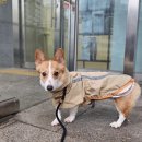 대디동물병원 이미지