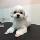 펫을 부탁해 이미지