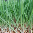 보리마을농장 이미지