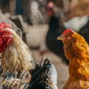 백신농장 이미지