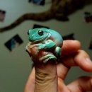 개구리PC방 이미지