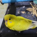 어의정로 이미지