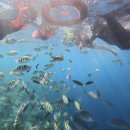 정듦 | [보홀 발리카삭 투어]투어레코드 3만원대 갓성비 거북이 스노클링 솔직후기 (현지투어·한인업체 비교)