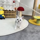 캣스토리 | 공덕동고양이분양 캣스토리 방문기