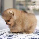 톰퍼피 강아지 분양 이미지