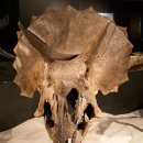 트리케라톱스-2 이미지