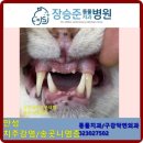 장승준동물치과병원 이미지