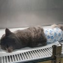 길동물병원 이미지