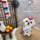 똑똑 애견유치원 이미지