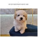 도그마루 강아지고양이 안양점 이미지