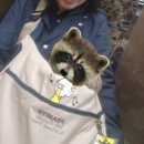 페리독 | 강아지 슬링백 실사용후기, 페리스독 애견가방