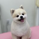 댕댕쌀롱 이미지