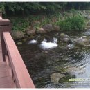 솜반내(솜반천) 이미지