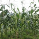 사랑농장 2 이미지